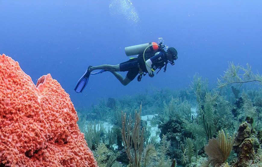 Introduction diving (diving for Beginners)
