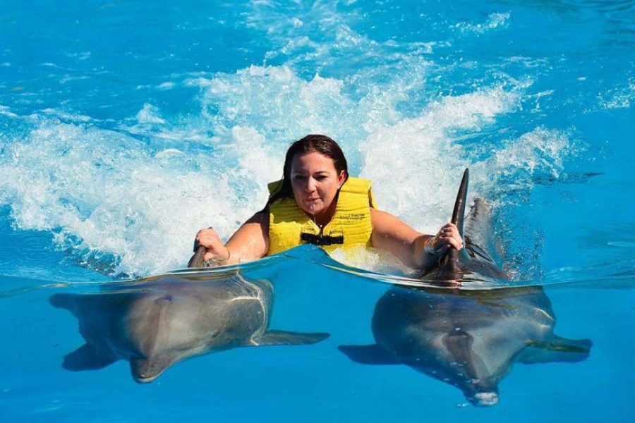 Nuotare con i delfini