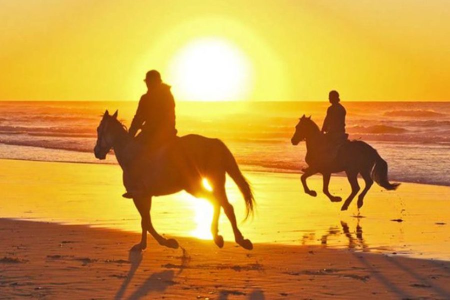 Cavalli di terra e di mare