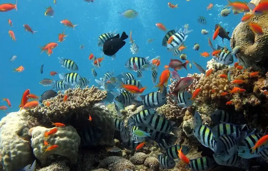Introduction diving (diving for Beginners)