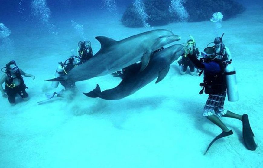 Introduction diving (diving for Beginners)